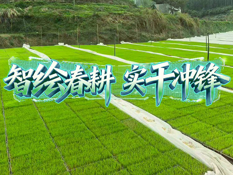 媒体聚焦 | 春耕一线探新景，育秧育种新升级